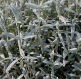 Cerastium tomentosum. Побеги ('Silberteppich'). Германия, г. Дюссельдорф, Ботанический сад университета. 02.06.2014.