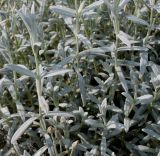 Cerastium tomentosum