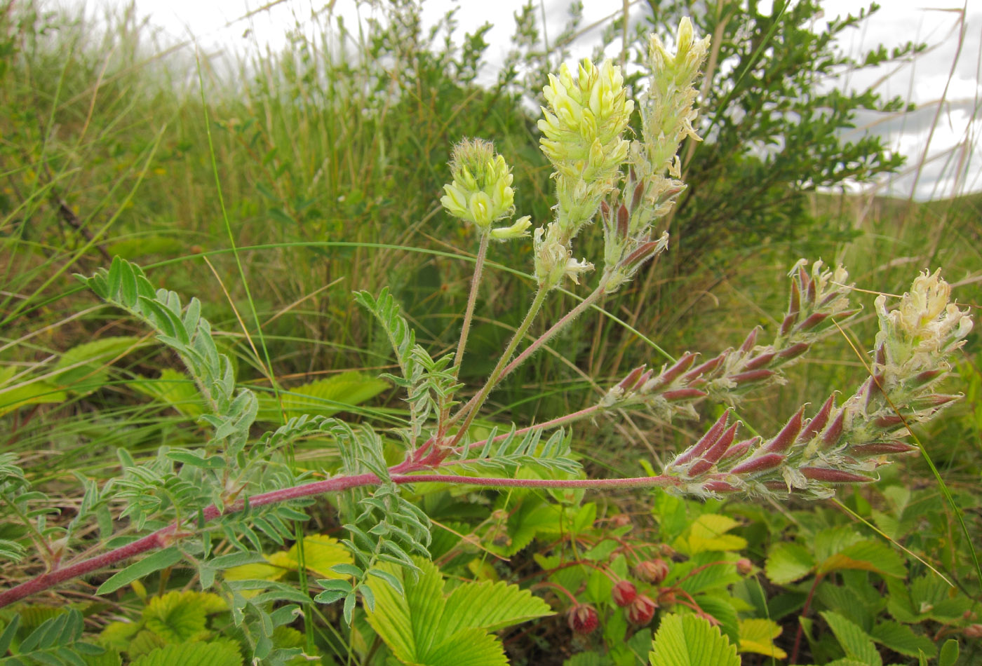 Изображение особи Oxytropis pilosa.