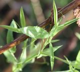 Lathyrus pratensis