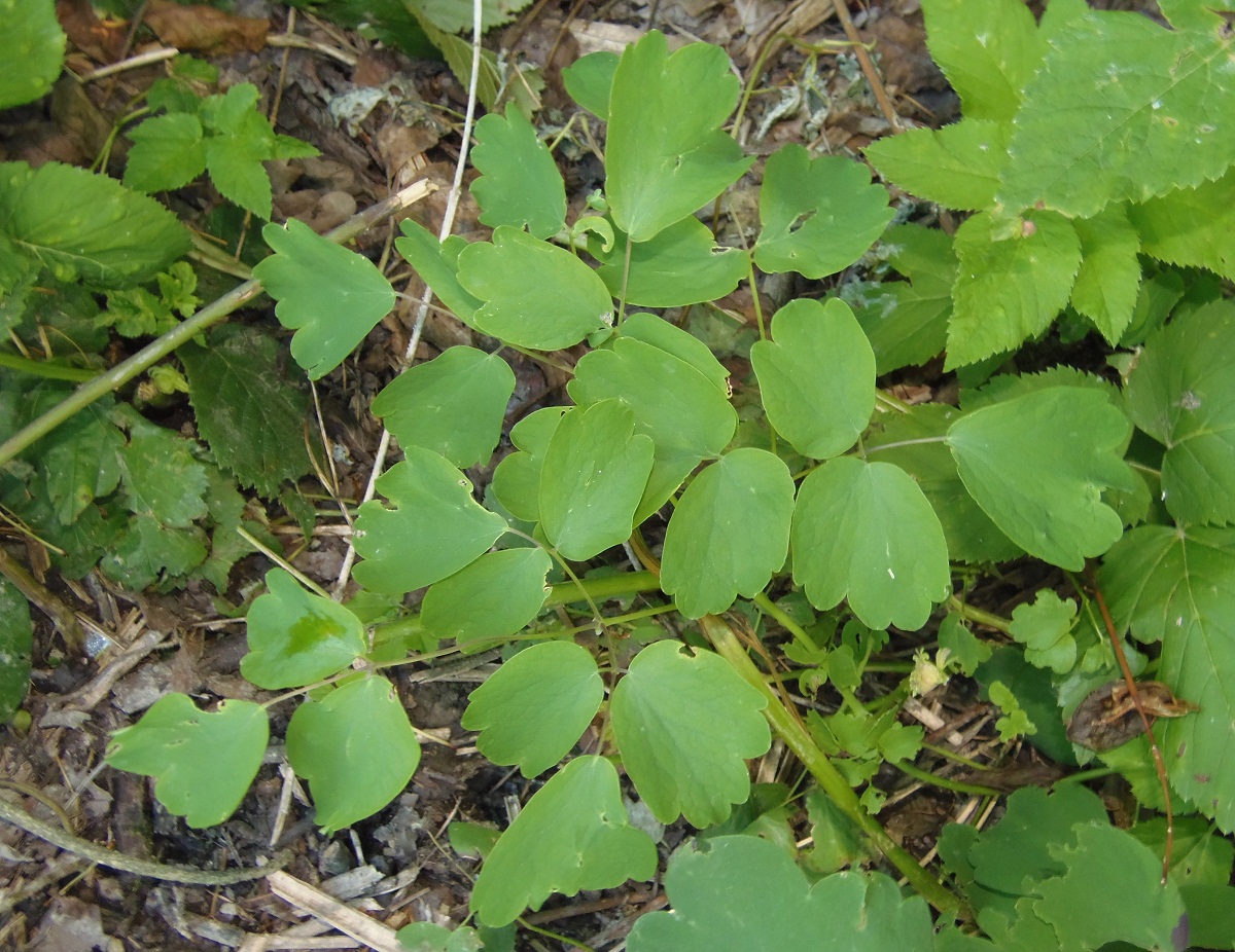 Изображение особи Thalictrum aquilegiifolium.