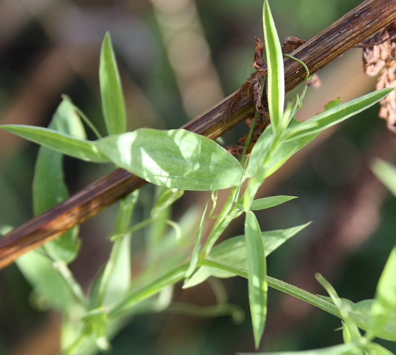 Изображение особи Lathyrus pratensis.