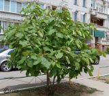 Catalpa bignonioides