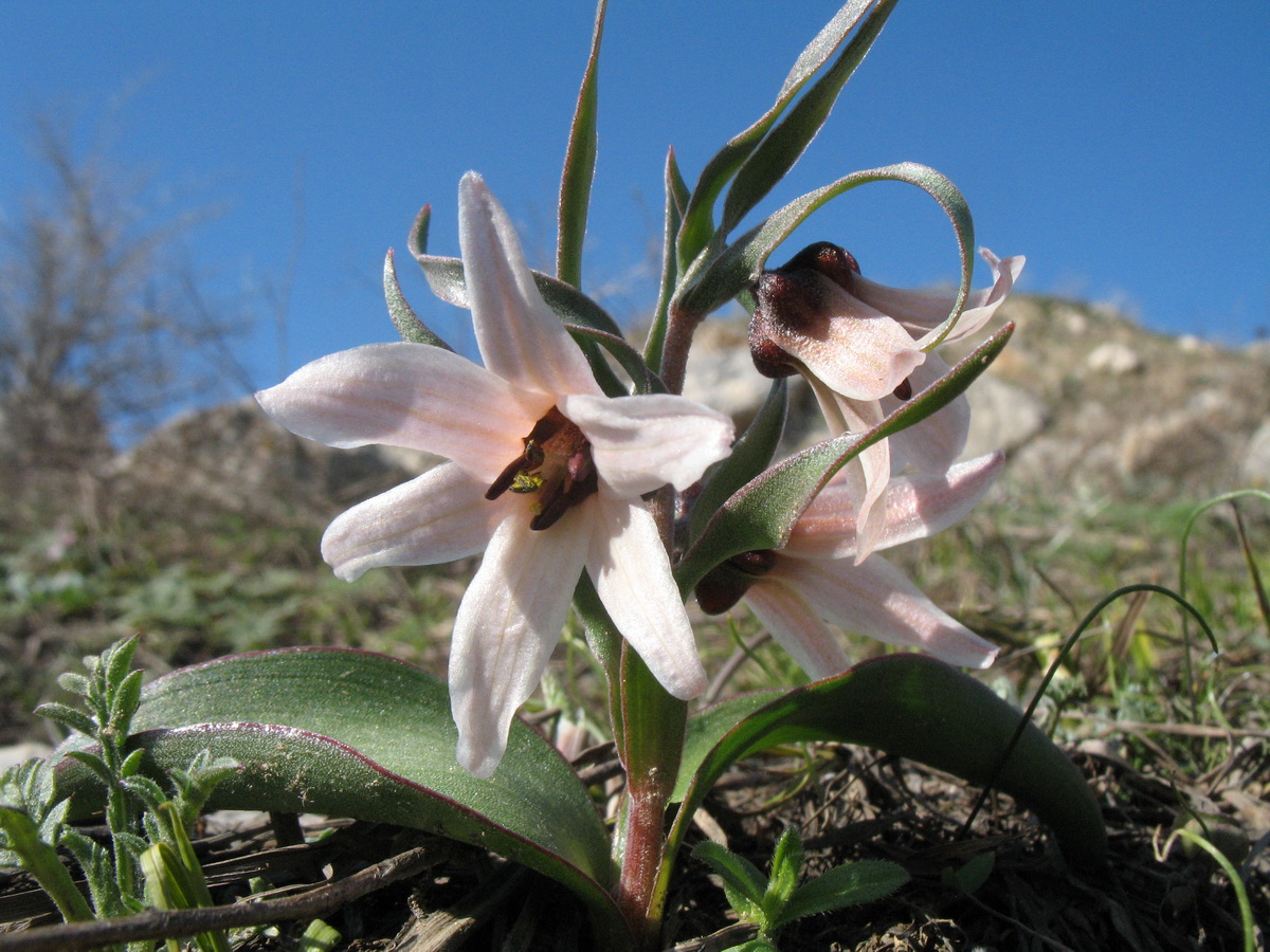 Image of Rhinopetalum stenantherum specimen.