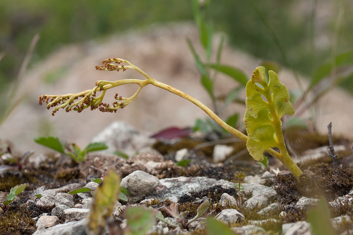 Изображение особи Botrychium lunaria.