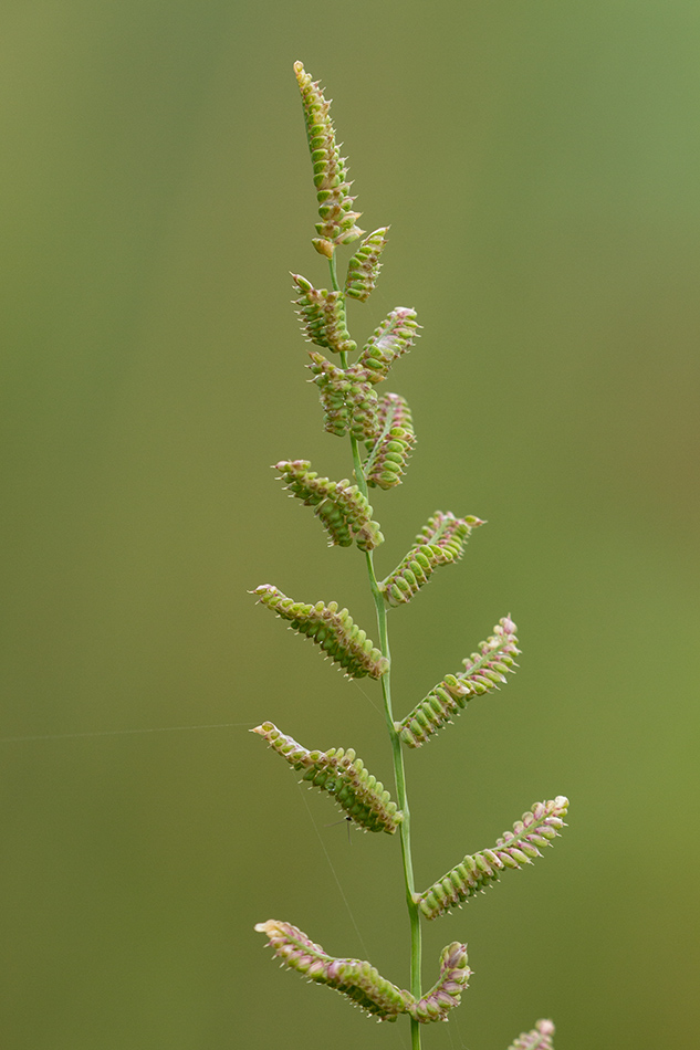 Изображение особи Beckmannia eruciformis.