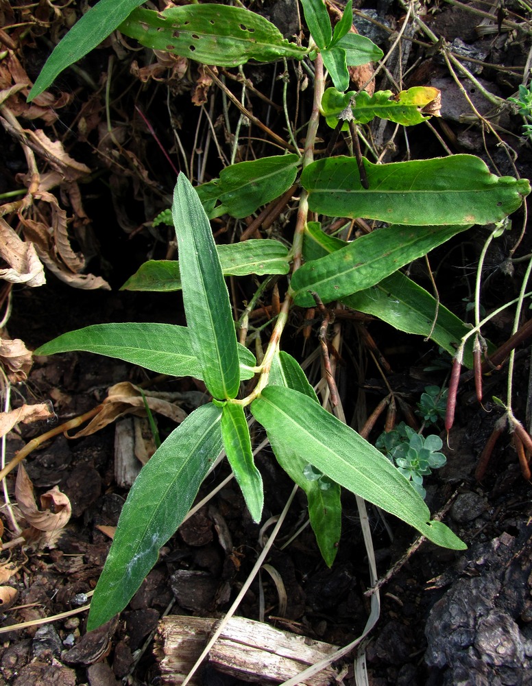 Image of Persicaria amphibia specimen.