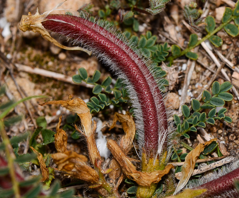 Image of Astragalus berytheus specimen.