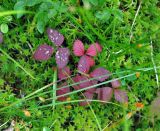 Rubus arcticus