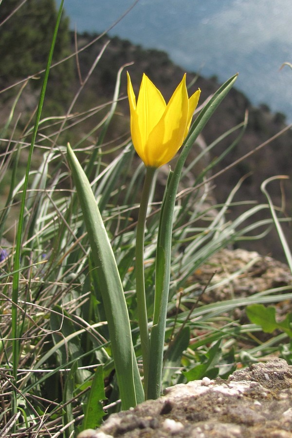 Изображение особи Tulipa suaveolens.