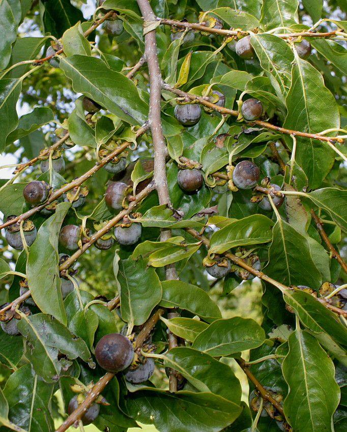Image of Diospyros lotus specimen.