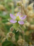 Spergularia media