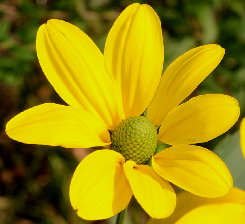 Изображение особи Rudbeckia nitida.