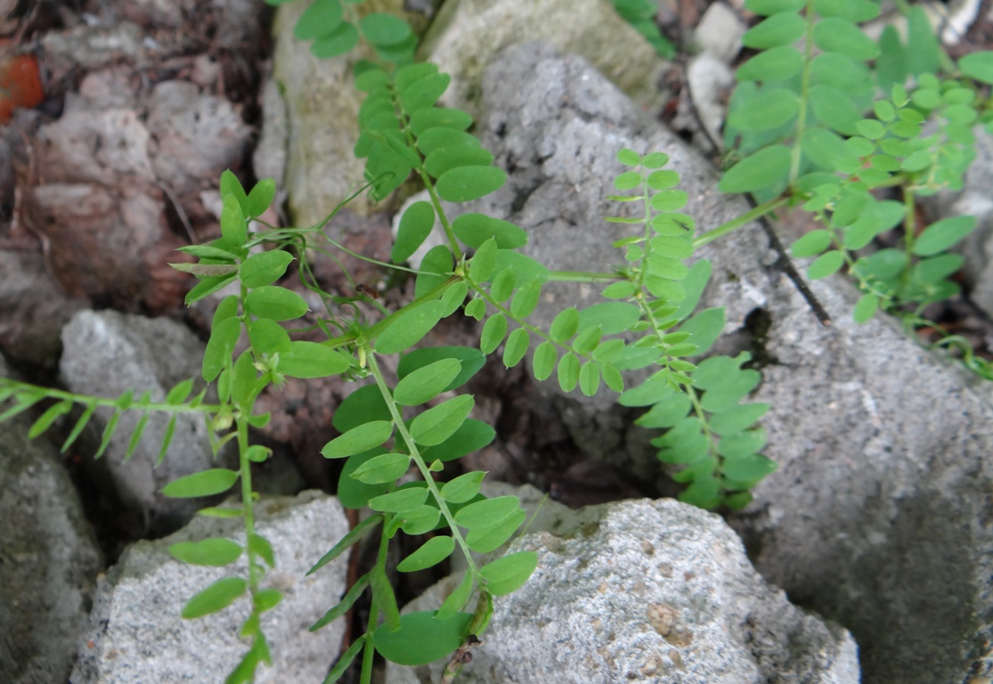 Изображение особи Vicia sylvatica.