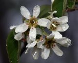 Amelanchier spicata. Соцветие в каплях дождя. Московская обл., Раменский р-н, окр. дер. Хрипань, садовый участок. 11.05.2014.