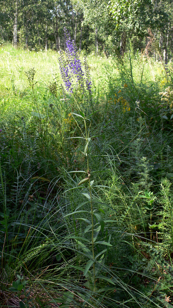 Image of Veronica spuria specimen.