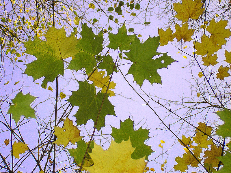 Image of Acer platanoides specimen.