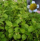 Galinsoga quadriradiata