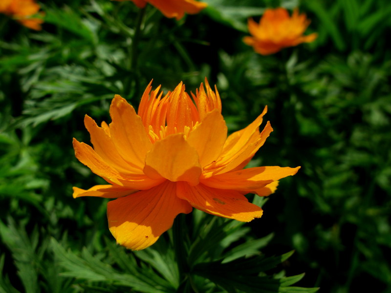 Image of Trollius vitalii specimen.