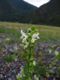 Stachys annua. Соцветие. Республика Алтай, Онгудайский р-н, дол. р. Чуя. Май 2006 г.