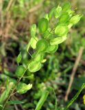 Thlaspi arvense