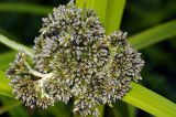 Scirpus sylvaticus. Соцветие. Московская обл., Раменский р-н, окр. дер. Хрипань, просека под ЛЭП. 09.06.2009.