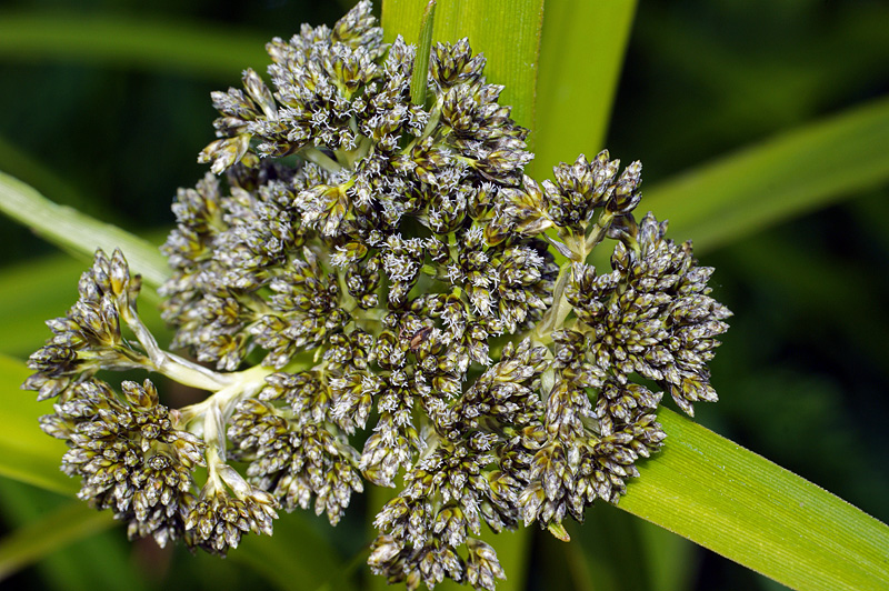 Image of Scirpus sylvaticus specimen.
