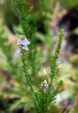 Veronica pinnata