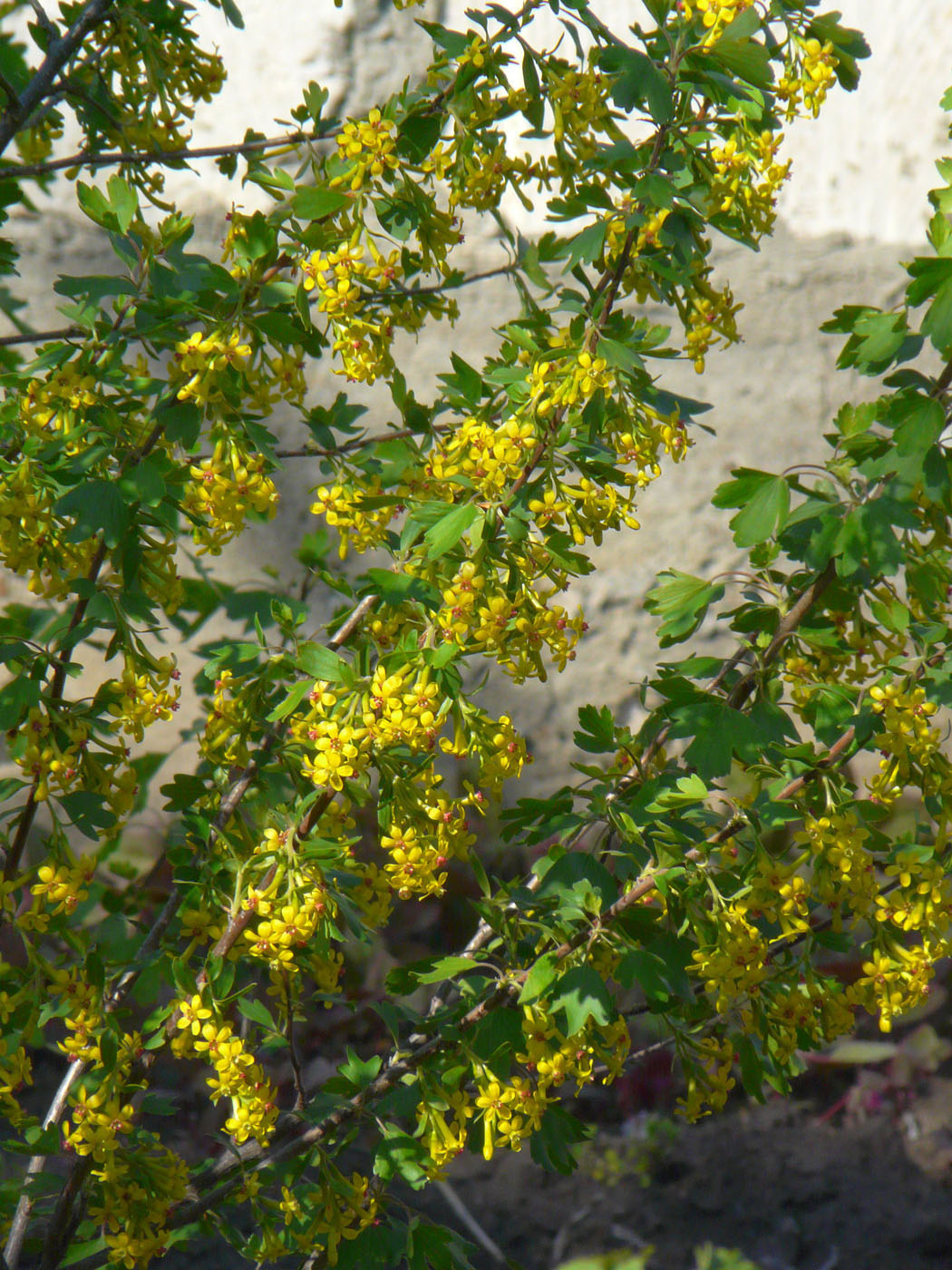 Image of Ribes aureum specimen.