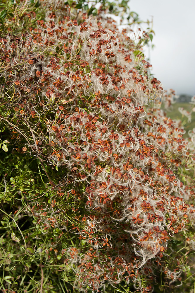 Изображение особи Clematis flammula.