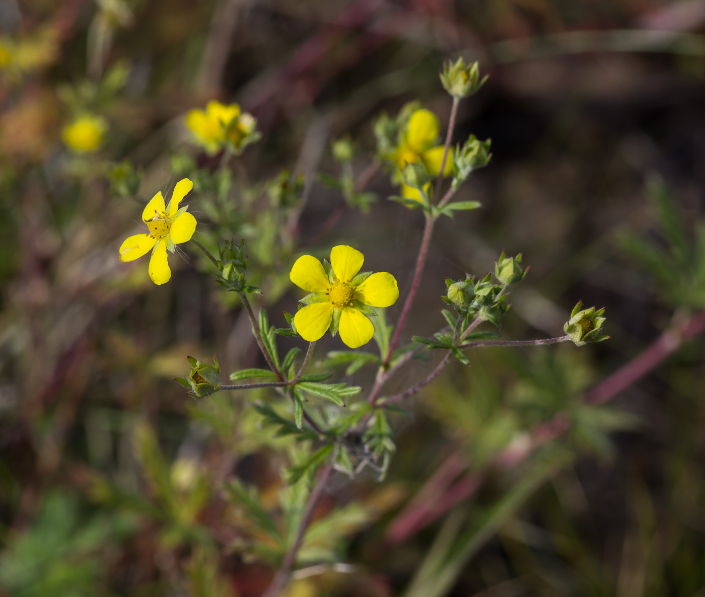 Image of Potentilla heidenreichii specimen.