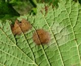 Corylus maxima. Часть листа с поражениями (вид снизу). Краснодарский край, Сочи, окр. Адлера, рудеральное место. 28.06.2015.