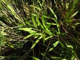 Peucedanum ruthenicum