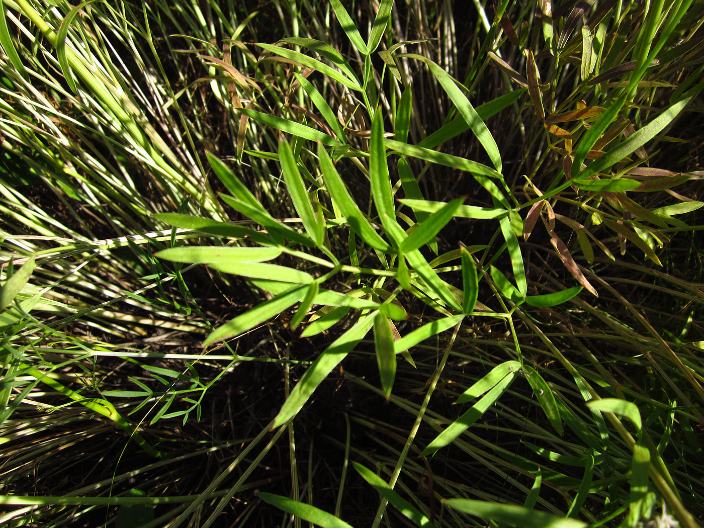 Изображение особи Peucedanum ruthenicum.