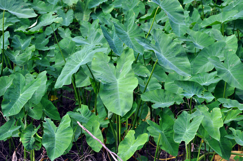 Изображение особи Colocasia esculenta.