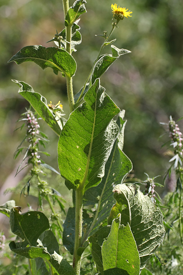 Изображение особи Inula macrophylla.