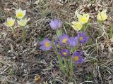 Pulsatilla multifida