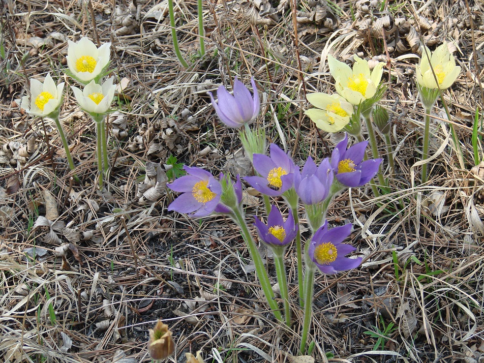 Image of Pulsatilla multifida specimen.