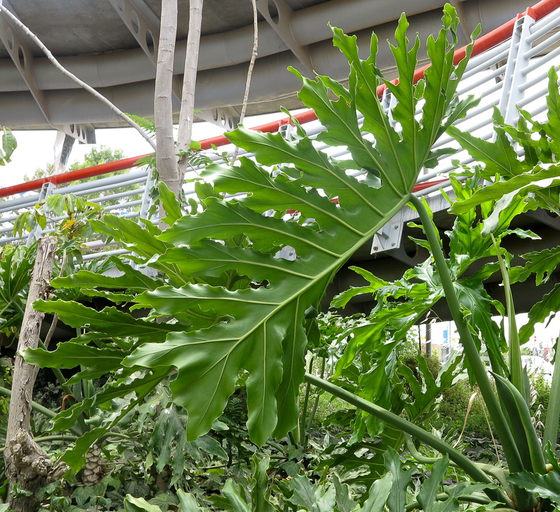 Изображение особи Philodendron bipinnatifidum.