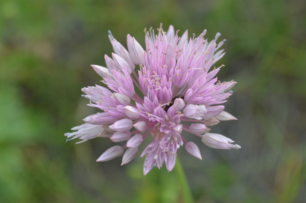 Image of Allium dolichostylum specimen.