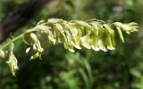 Astragalus aksuensis