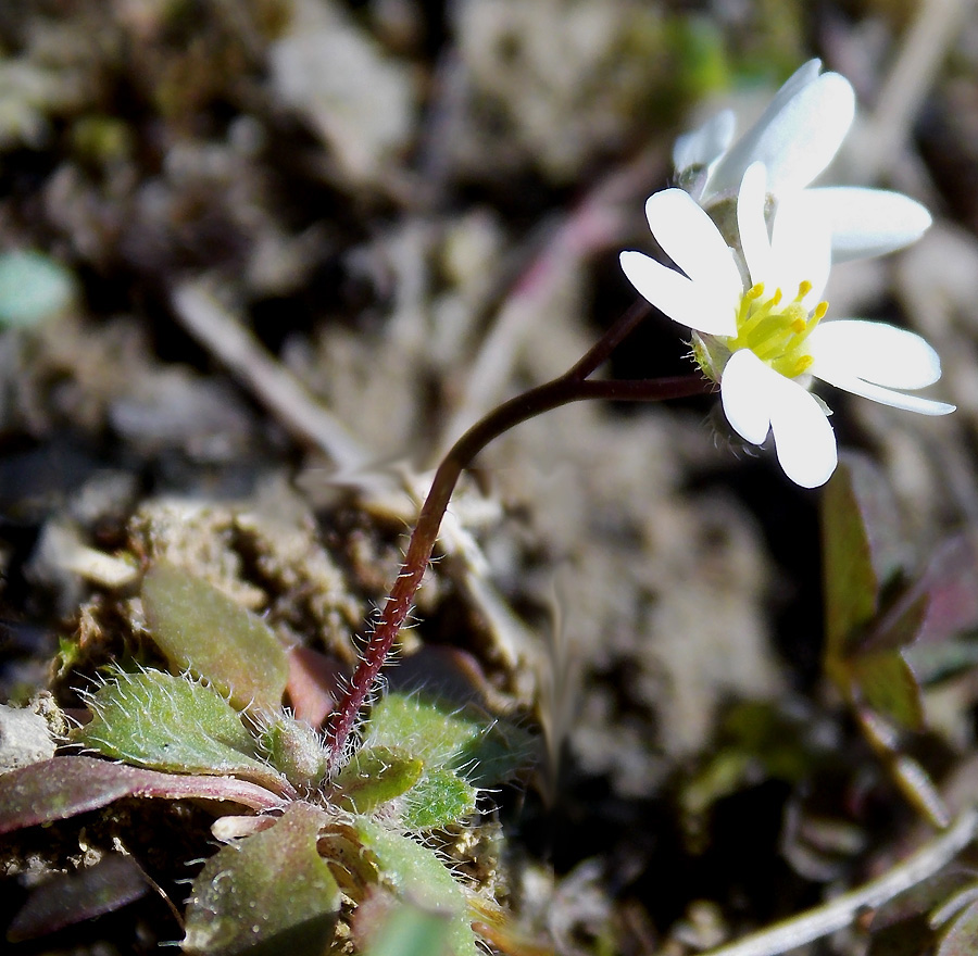 Изображение особи Erophila praecox.