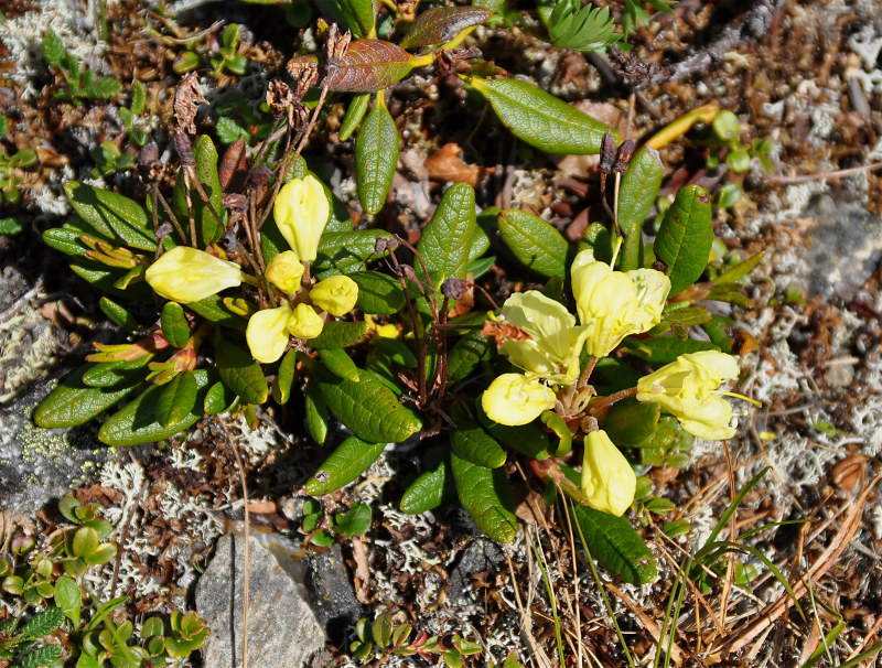 Image of Rhododendron aureum specimen.