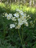 Filipendula vulgaris. Верхушка цветущего растения. Челябинская обл., окр. г. Челябинск, Золотая горка, разнотравная поляна в берёзовом лесу. 05.07.2014.