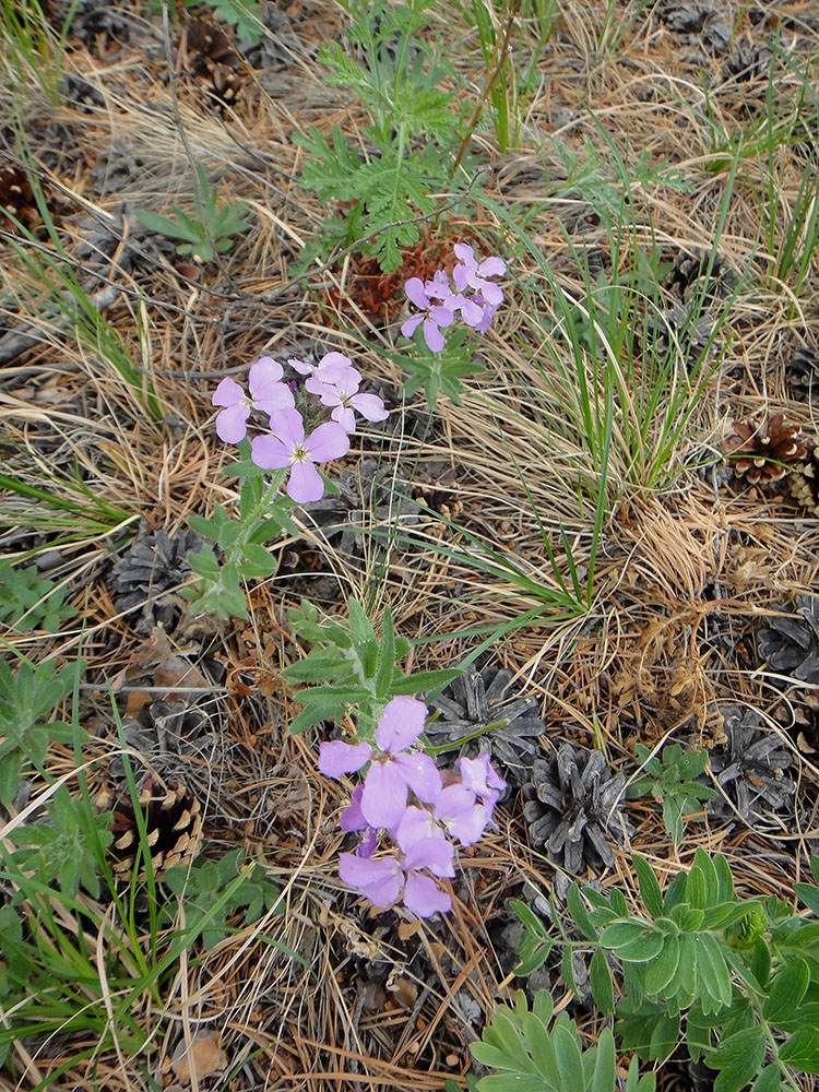 Image of Clausia aprica specimen.