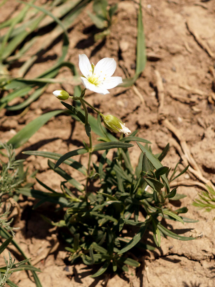 Изображение особи Cerastium bungeanum.