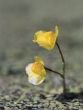 Utricularia australis