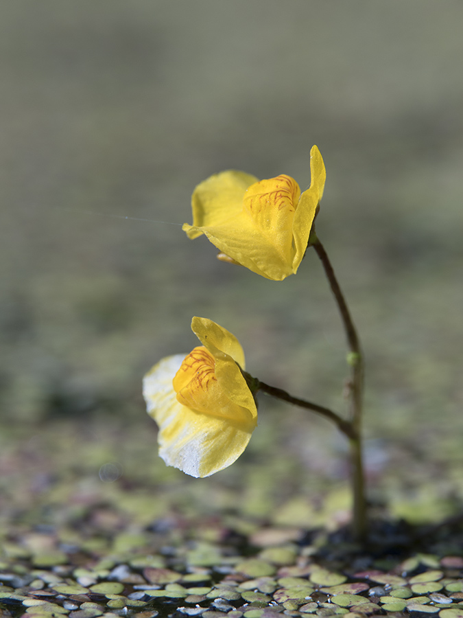 Изображение особи Utricularia australis.