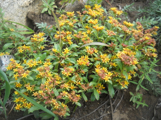 Image of Aizopsis hybrida specimen.