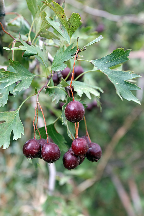 Image of Crataegus songarica specimen.